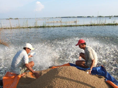 Tìm giải pháp hỗ trợ nông dân nuôi cá tra